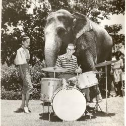 Joe Morello on drums with same unidentified woman and "white" elephant and mahout in background (Colombo, Sri Lanka)