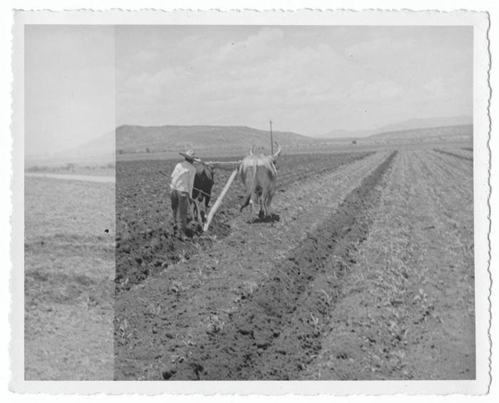Peon plowing with oxen (Salvatierra, Mexico)