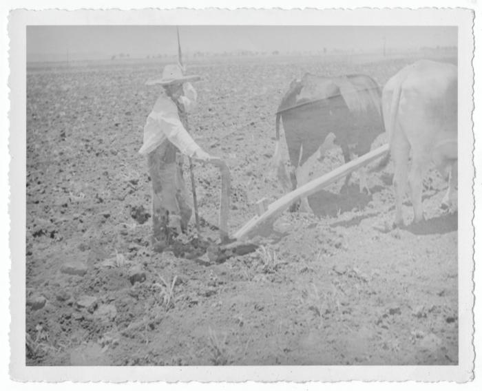 Peon plowing with oxen (Salvatierra, Mexico)