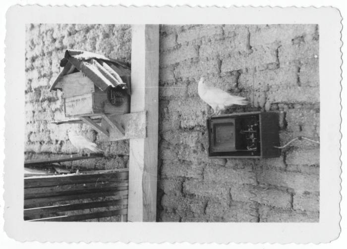 Pets in shop (Guadalajara, Mexico)