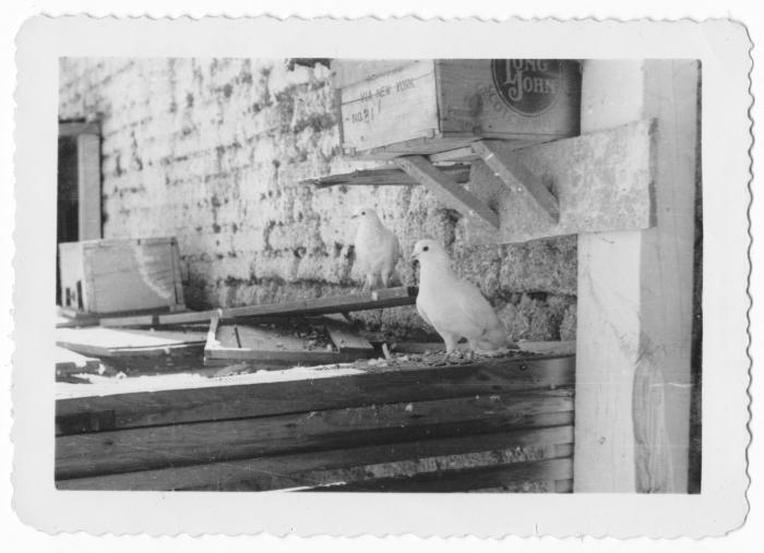 Pets in shop (Guadalajara, Mexico)