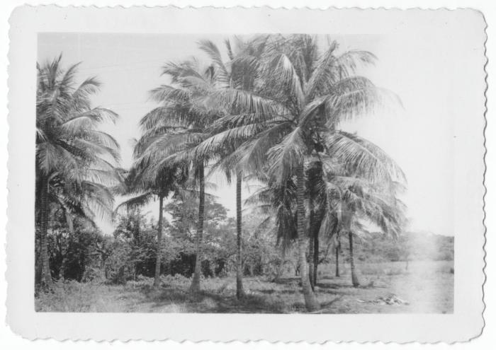 Coconut palms near Gulf Coast (Mexico)